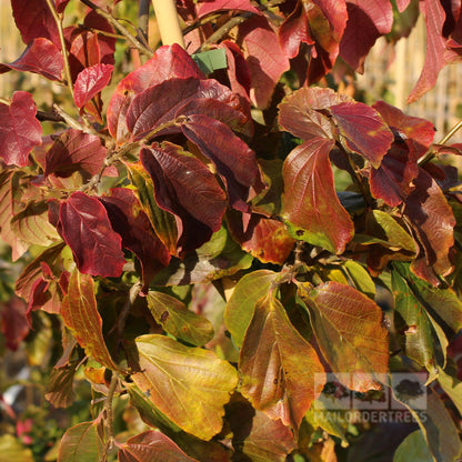 A close-up view of the Parrotia persica - Persian Ironwood Tree branches reveals leaves transforming into vibrant shades of red, yellow, and green, highlighting the stunning autumn colours and signs of seasonal change.