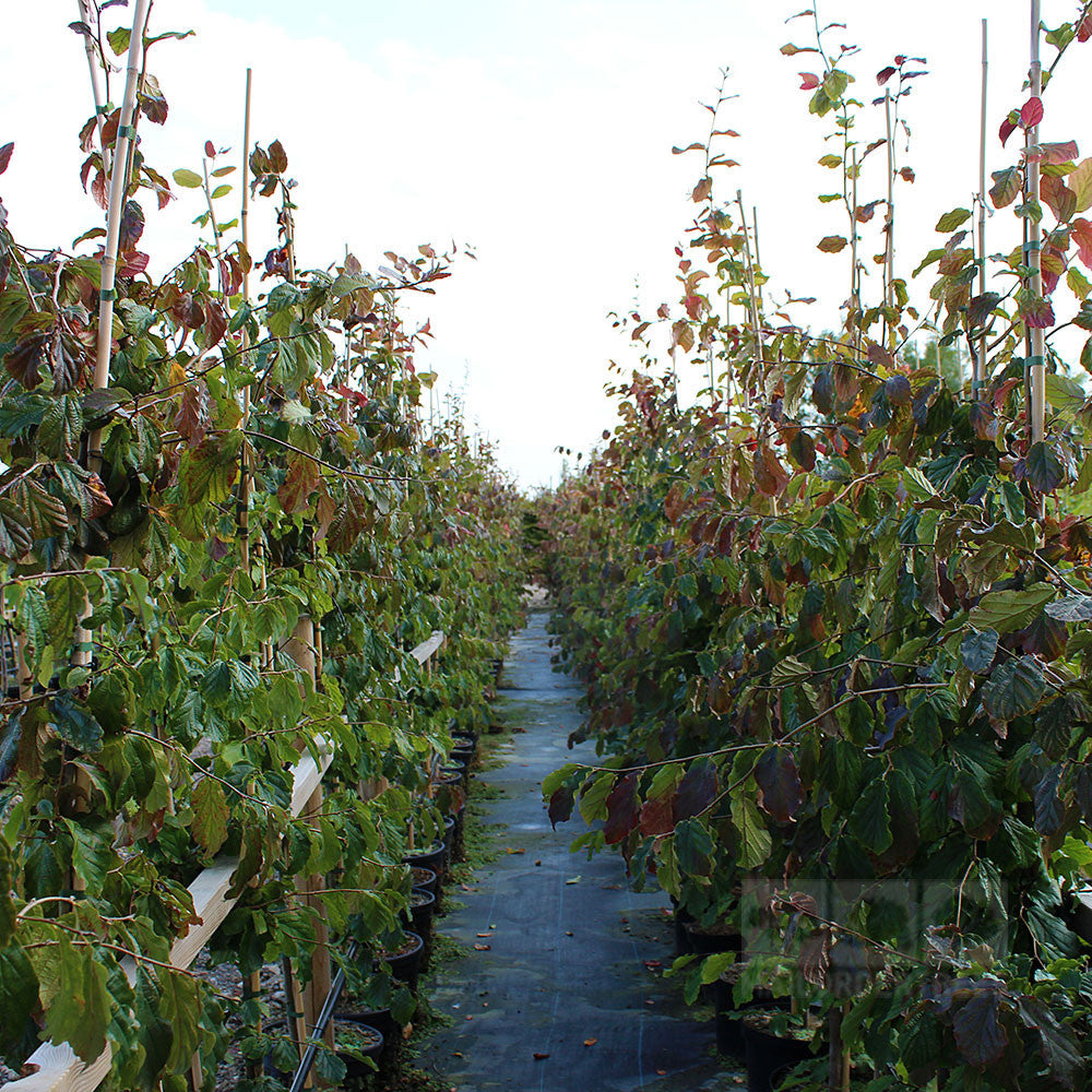 Rows of Parrotia persica - Persian Ironwood trees with green and red leaves are aligned along a pathway in a nursery. Bamboo stakes support their growth, enhancing the vibrant autumn leaf colour.