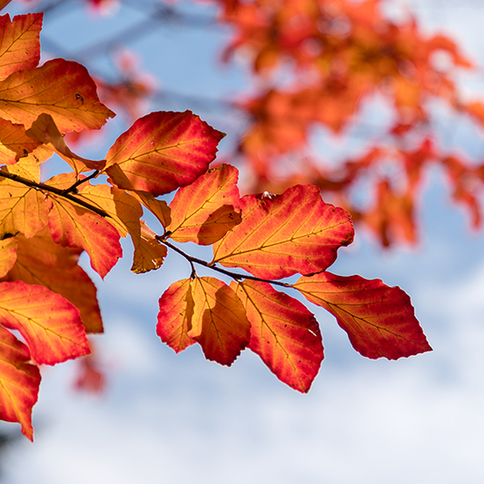 A close-up of the vibrant orange and red autumn leaves on a branch of a Parrotia persica - Persian Ironwood Tree, set against the backdrop of a clear blue sky.