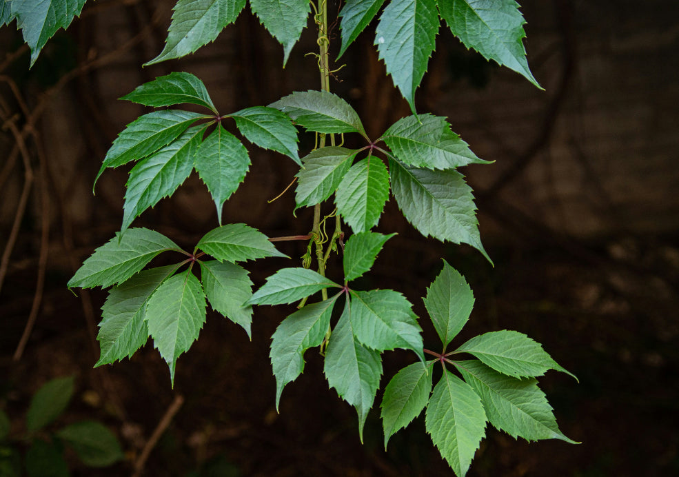 Parthenocissus: A Spectacular Climber for Seasonal Colour.