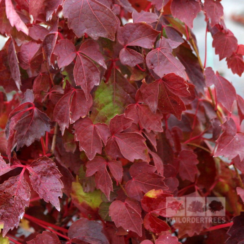 Close-up of red Boston Ivy leaves with a few green ones scattered, showcasing the elegance of Parthenocissus Veitchii as it transitions among autumn leaves.