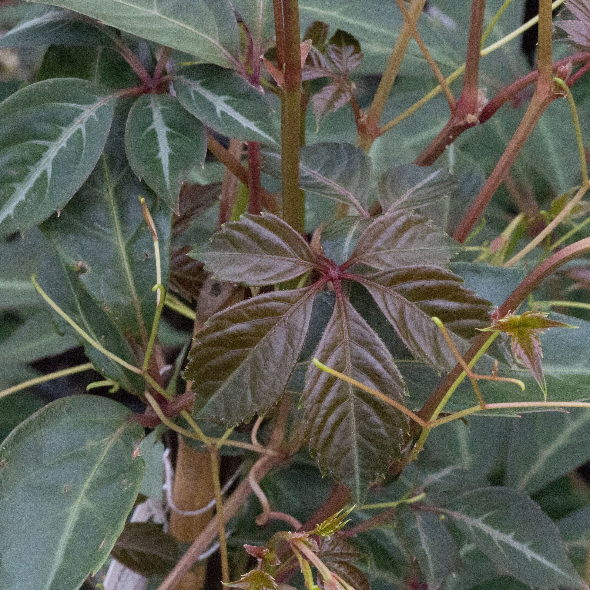 A cluster of glossy green leaves with a central group of five reddish-brown leaves resembles the elegant foliage of Parthenocissus henryana, or Chinese Virginia Creeper, which is known for its striking appearance as a deciduous vine.