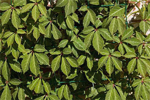 Dense clusters of green, serrated leaves are found on Parthenocissus henryana, also known as the Chinese Virginia Creeper, a deciduous vine.