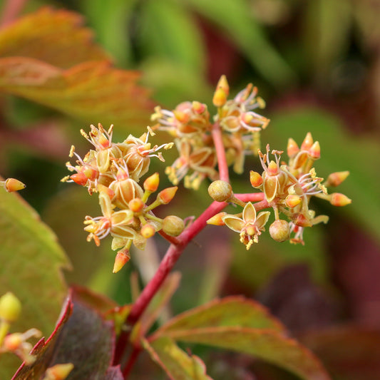 Parthenocissus quinquefolia - Virginia Creeper