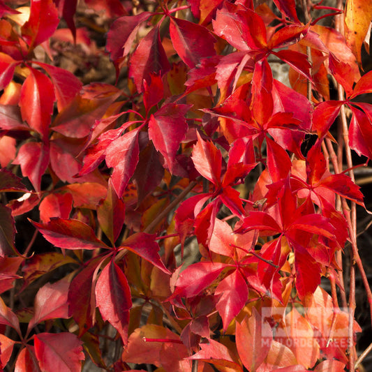 Parthenocissus quinquefolia - Virginia Creeper