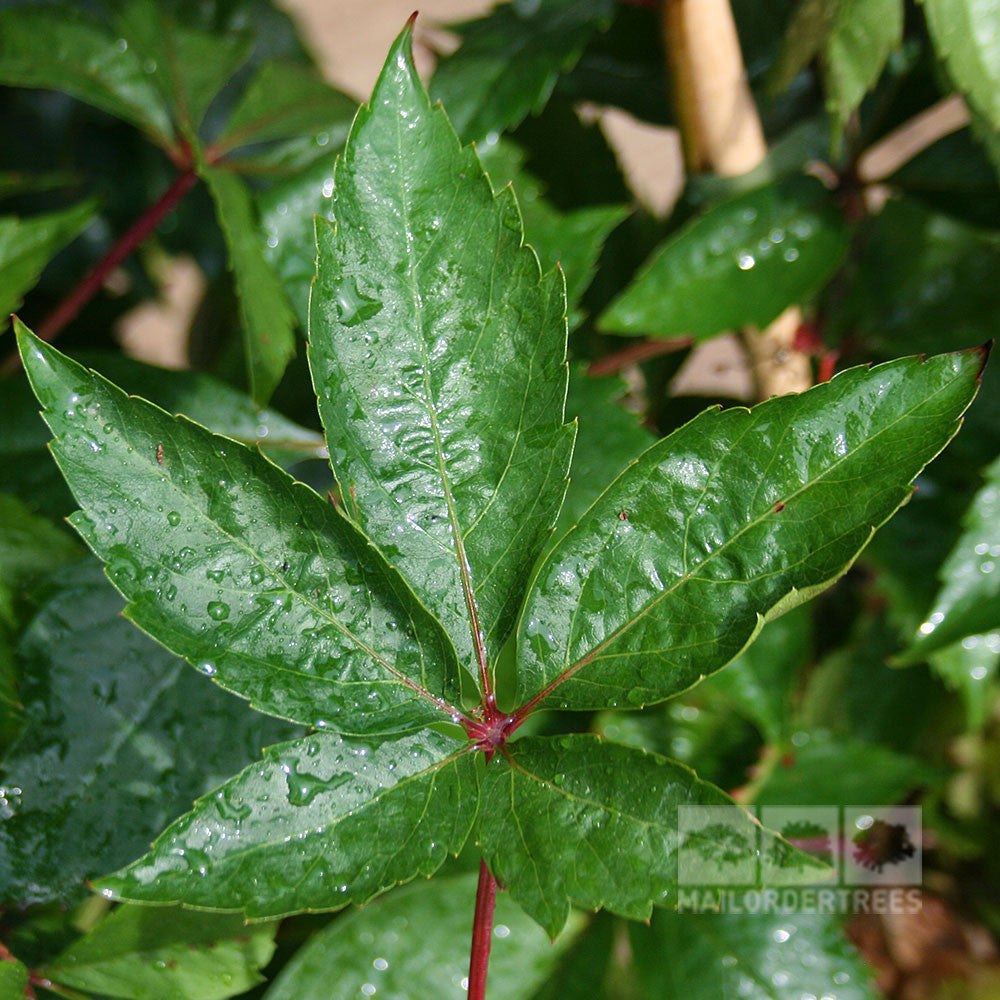 A close-up of Engelmans Ivy (Parthenocissus quinquefolia var. engelmannii) reveals a green leaf with pointed lobes and shimmering droplets, nestled among lush greenery, showcasing its autumn foliage beauty.