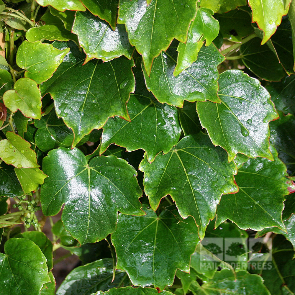 A close-up of glossy green Parthenocissus tricuspidata Robusta leaves showcases their serrated edges, glistening with water droplets.