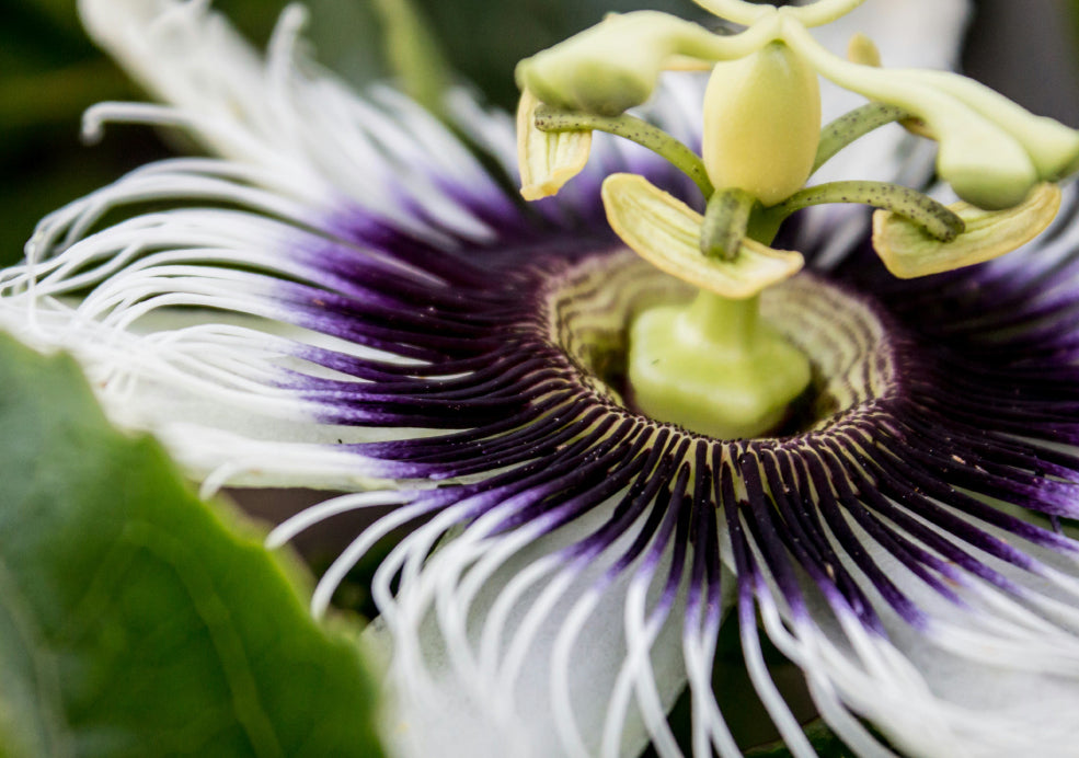 Close-up of a passionflower featuring white petals, a dark purple center, and intricate yellow and green structures. Green leaves are partially visible around the flower.