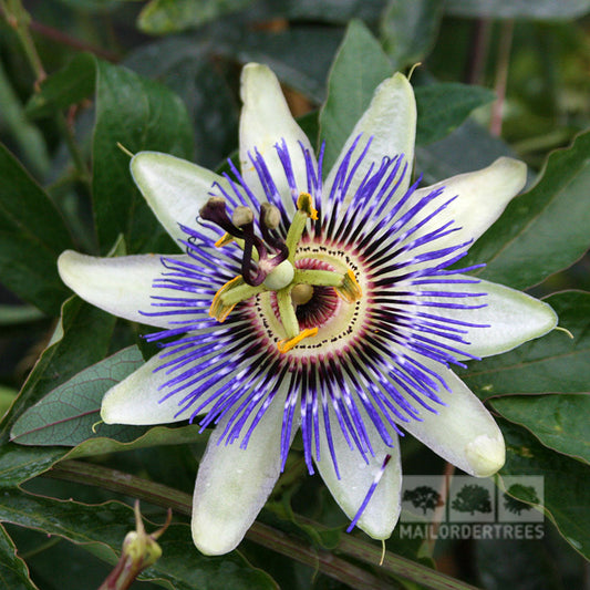 Close-up of Passiflora caerulea, featuring exotic white petals and purple filaments, set against lush green leaves. This evergreen climber adds a unique touch to any garden.