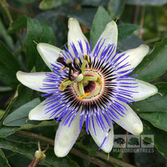 Passiflora caerulea - Passion Flower