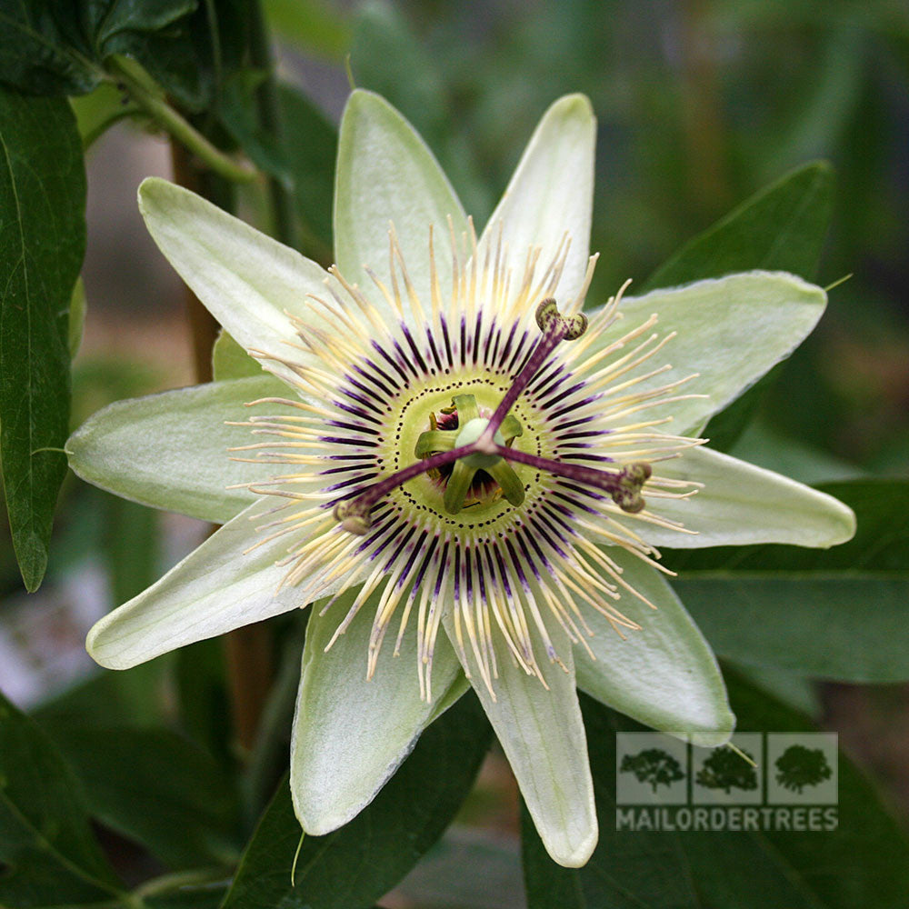 The Passiflora caerulea White Lightning showcases stunning white petals and a striking purple and white center, surrounded by lush green leaves. As a natural climber, it brings elegance to any garden setting.