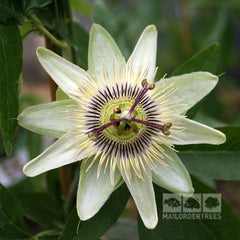 Passiflora caerulea White Lightning - Passion Flower