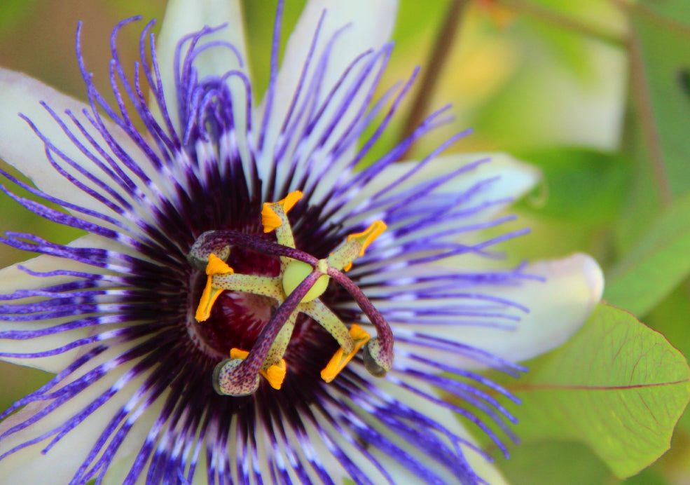 Close-up of a passion flower with vibrant purple and white petals, yellow-tipped stamens, and intricate central filaments, surrounded by green leaves.