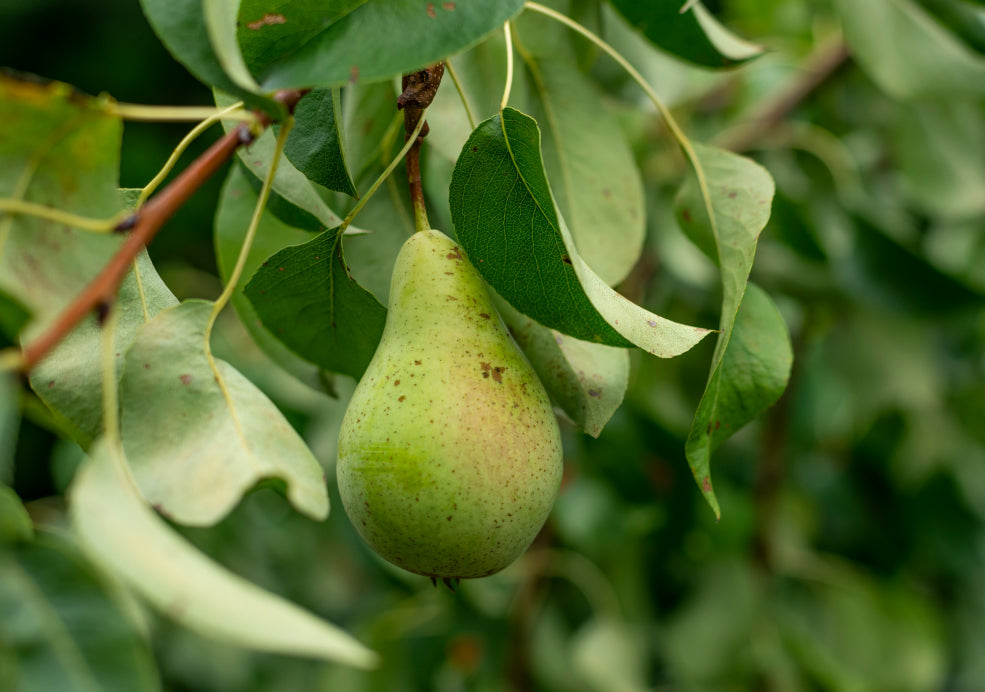 Pear Trees: A Classic Addition to Any Garden.