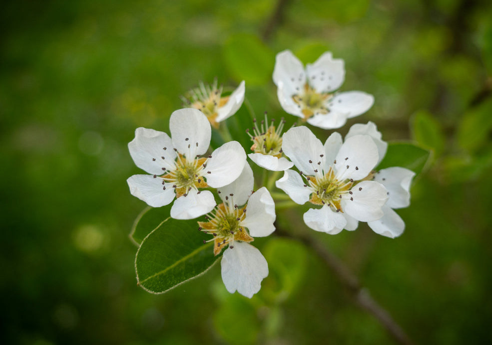 Seasonal Charm and Support for Local Wildlife.