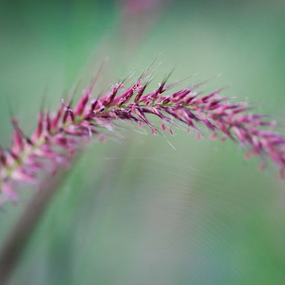 Close-up of a Pennisetum Cherry Sparkler seed head with a purple tint against a blurred green background, showcasing the delicate beauty of this Fountain Grass variety.