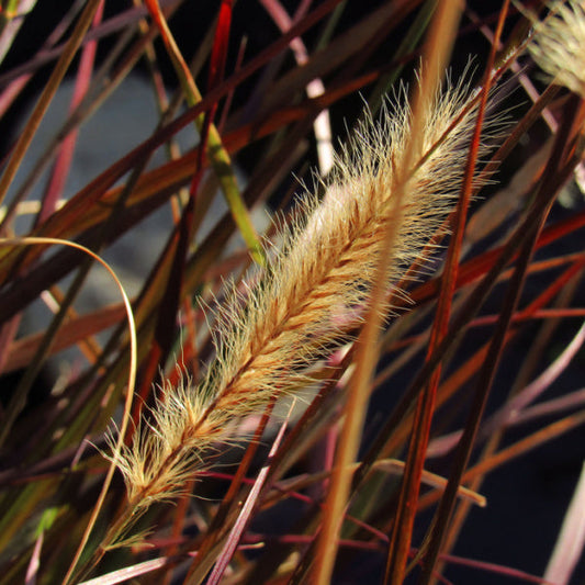 A detailed view of the fluffy seed head on the Pennisetum Cherry Sparkler Fountain Grass framed by brown and green blades.