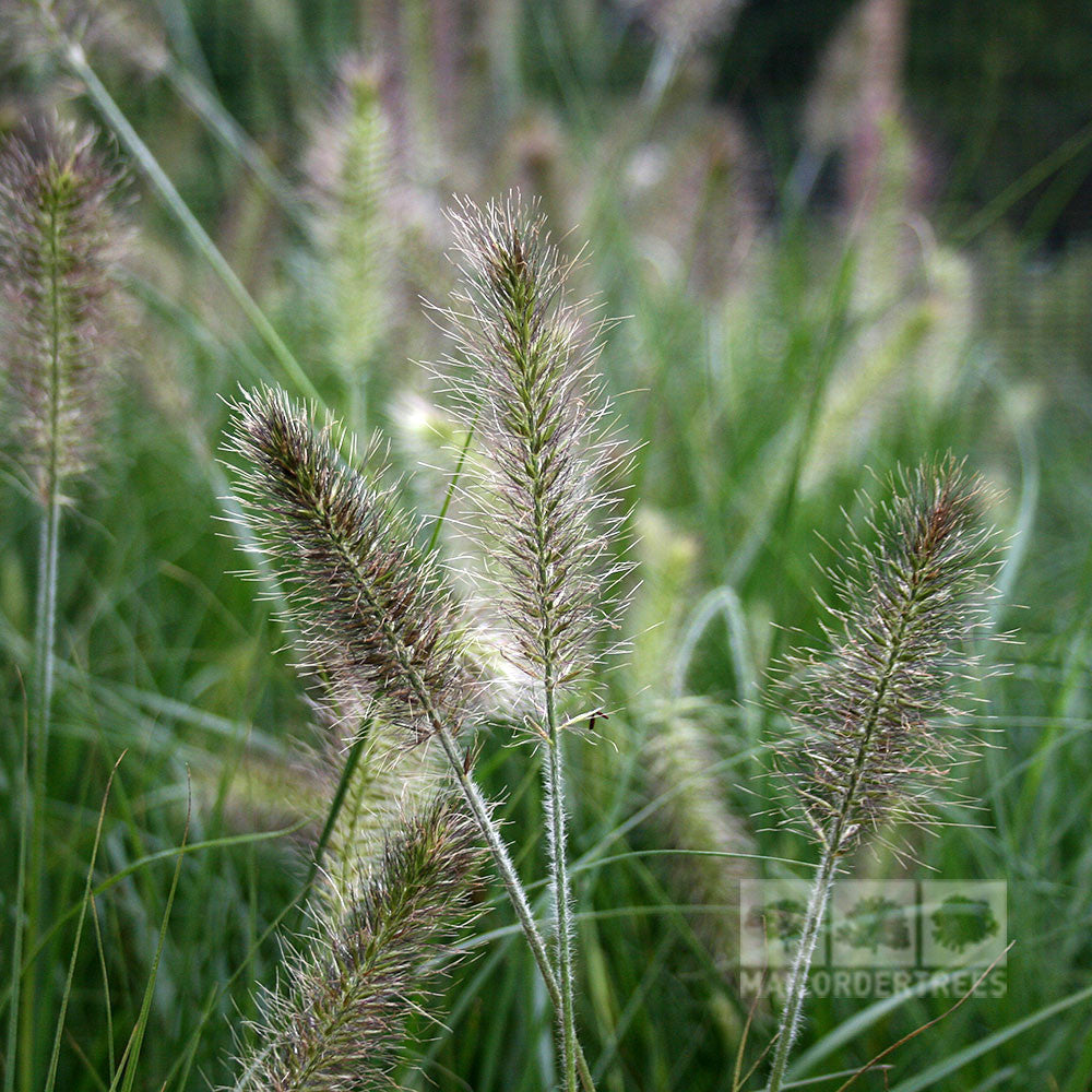 Close-up of tall, wispy Pennisetum Hameln grass with soft, fuzzy seed heads swaying gently alongside vibrant coral flowers in a lush green field.