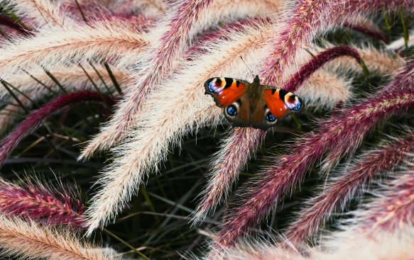 Seasonal Appeal with Wildlife Benefits.