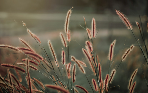 Pennisetum: A Fountain of Grace and Movement.