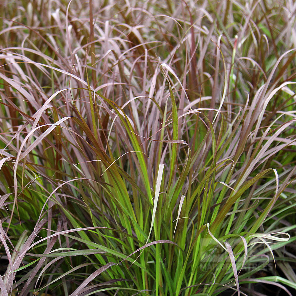 The Pennisetum setaceum Rubrum, commonly known as Fountain Grass, displays a dense cluster of lush foliage with vibrant green and purple-tinted leaves, creating a striking ornamental feature.