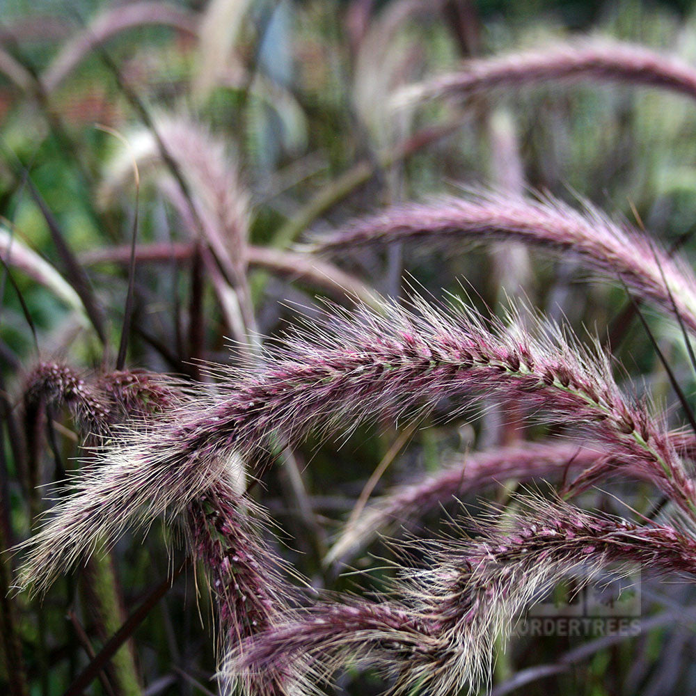 Close-up of Pennisetum setaceum Rubrum Fountain Grass with feathery plumes and lush green foliage in the background.