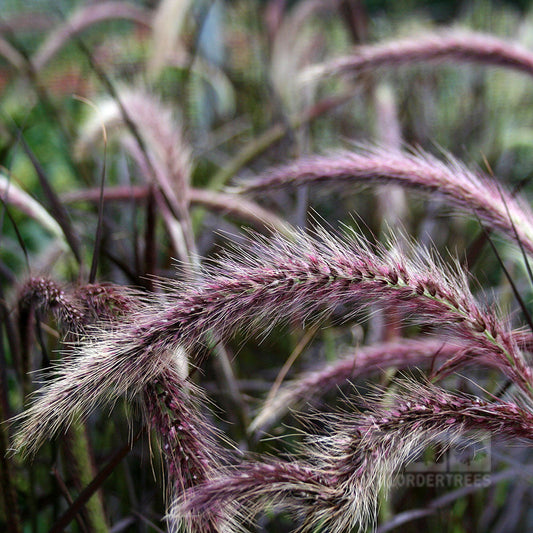 Pennisetum setaceum Rubrum - Fountain Grass