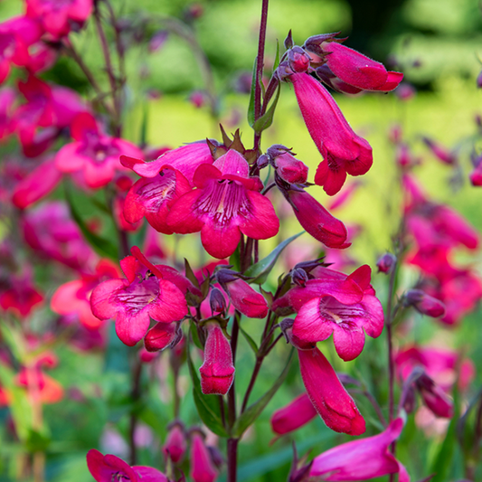 Penstemon Firebird