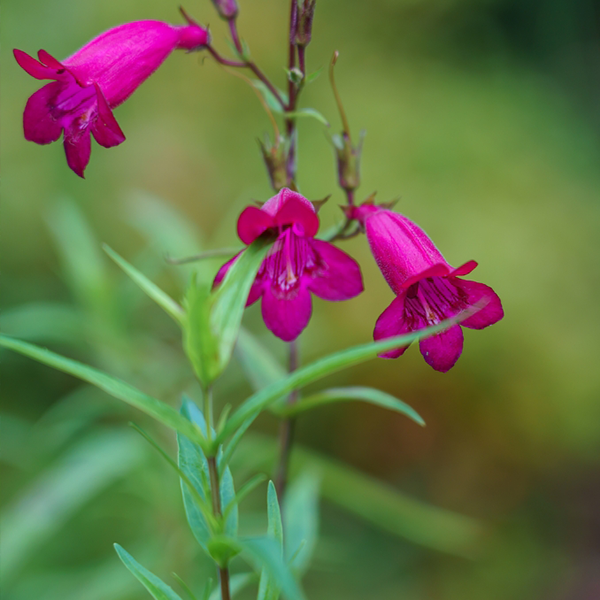 Penstemon Pensham Just Jayne