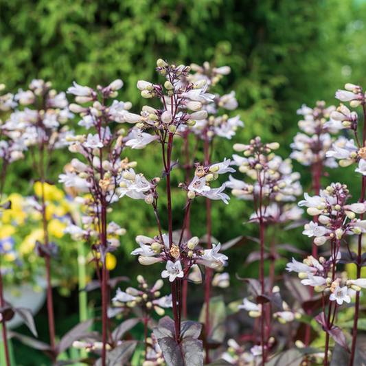 Penstemon digitalis 'Husker Red'