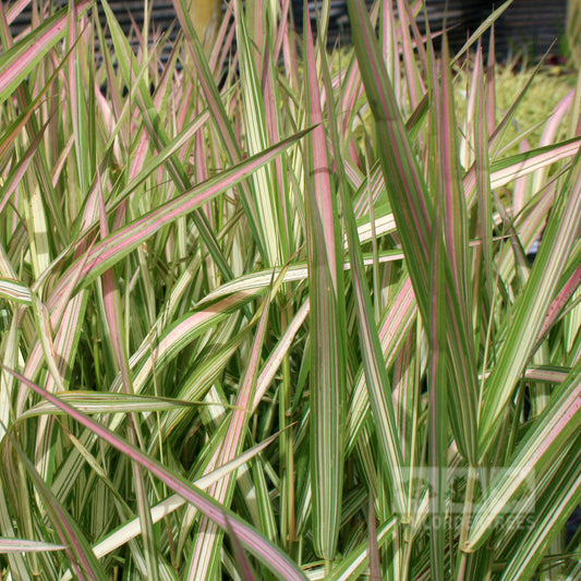 Close-up of Phalaris Feesey - Ribbon Grass, with long, narrow leaves showcasing green and pink stripes.