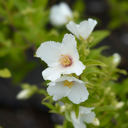 White flowers with yellow centers bloom on a green leafy stem, resembling the fragrant blossoms of Philadelphus Belle Étoile - Mock Orange.