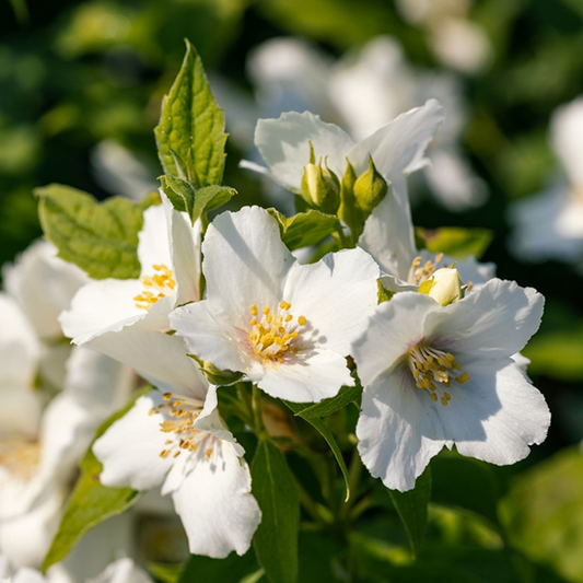 Philadelphus Belle Étoile - Mock Orange