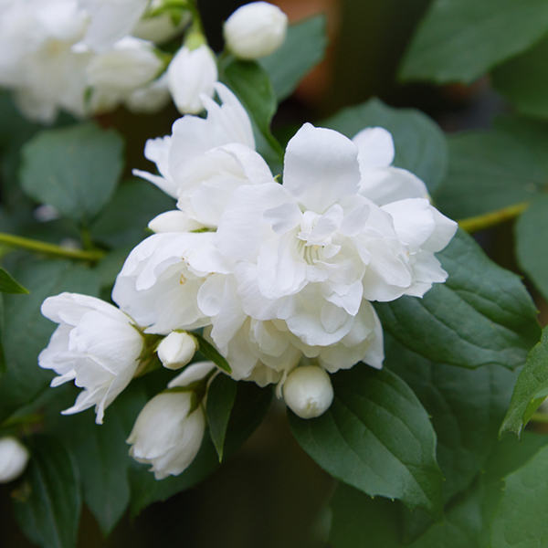 The Philadelphus Snowbelle - Mock Orange showcases highly scented white jasmine-like blooms and buds that contrast beautifully against its dark green leaves.