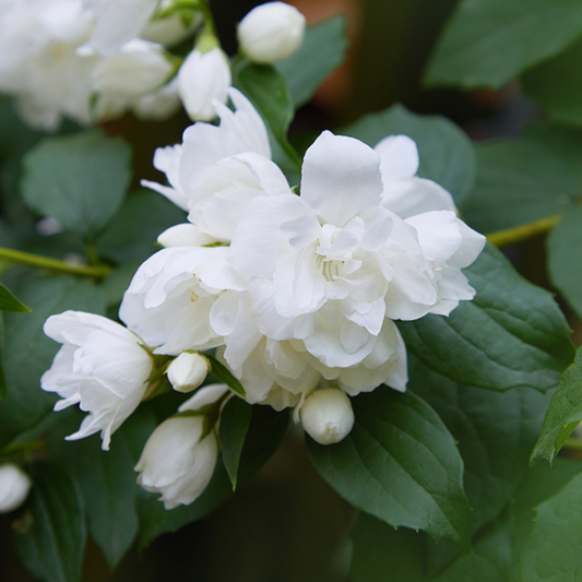 Philadelphus Snowbelle - Mock Orange