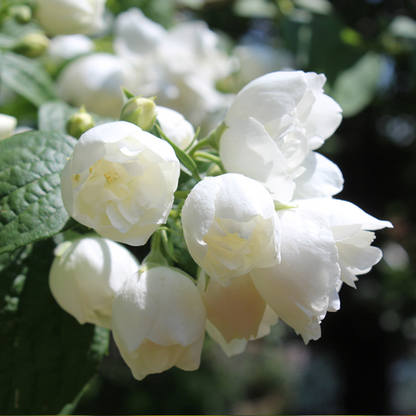 Sunlit white jasmine flowers with green leaves evoke the delicate beauty of the Philadelphus Virginal, or Mock Orange.