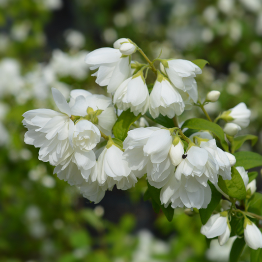 Philadelphus Virginal, or Mock Orange, displays its white double-flowered blossoms with green leaves on a branch against a blurred natural background, releasing their highly scented fragrance.