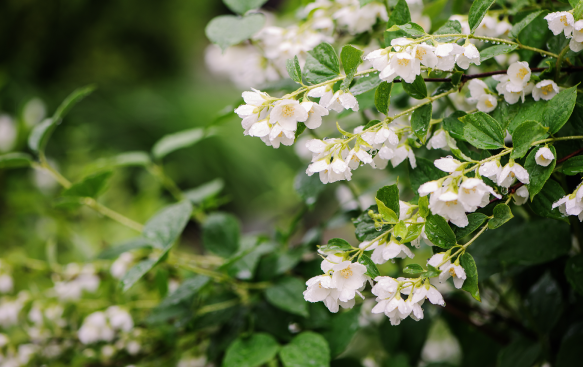 Philadelphus: The Sweet Scent of Summer.