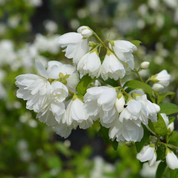 Philadelphus Virginal