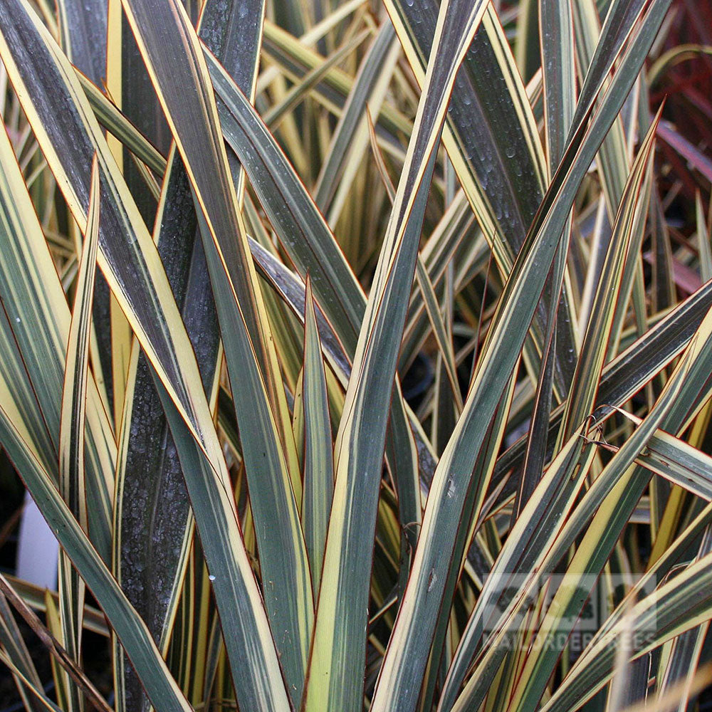 Close-up of Phormium Alison Blackman, displaying dense pointed leaves with green centers and yellow edges in a striped pattern, reminiscent of New Zealand Flax foliage.