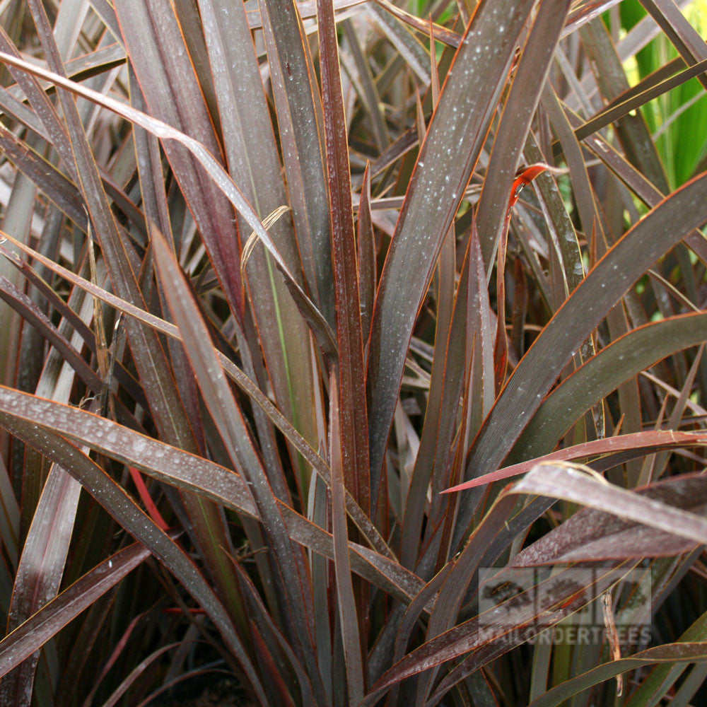 Close-up of long, slender bronze-purple leaves with striking green streaks of Phormium Bronze Baby - New Zealand Flax.