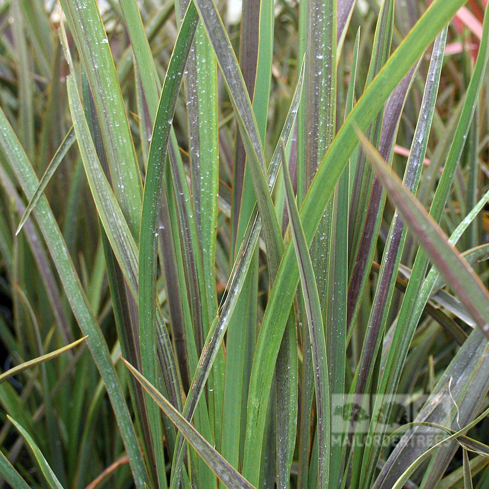 Close-up of tall, slender blades of the Phormium Co-ordination - New Zealand Flax, showing green and red hues shimmering with water droplets in a coastal garden setting.