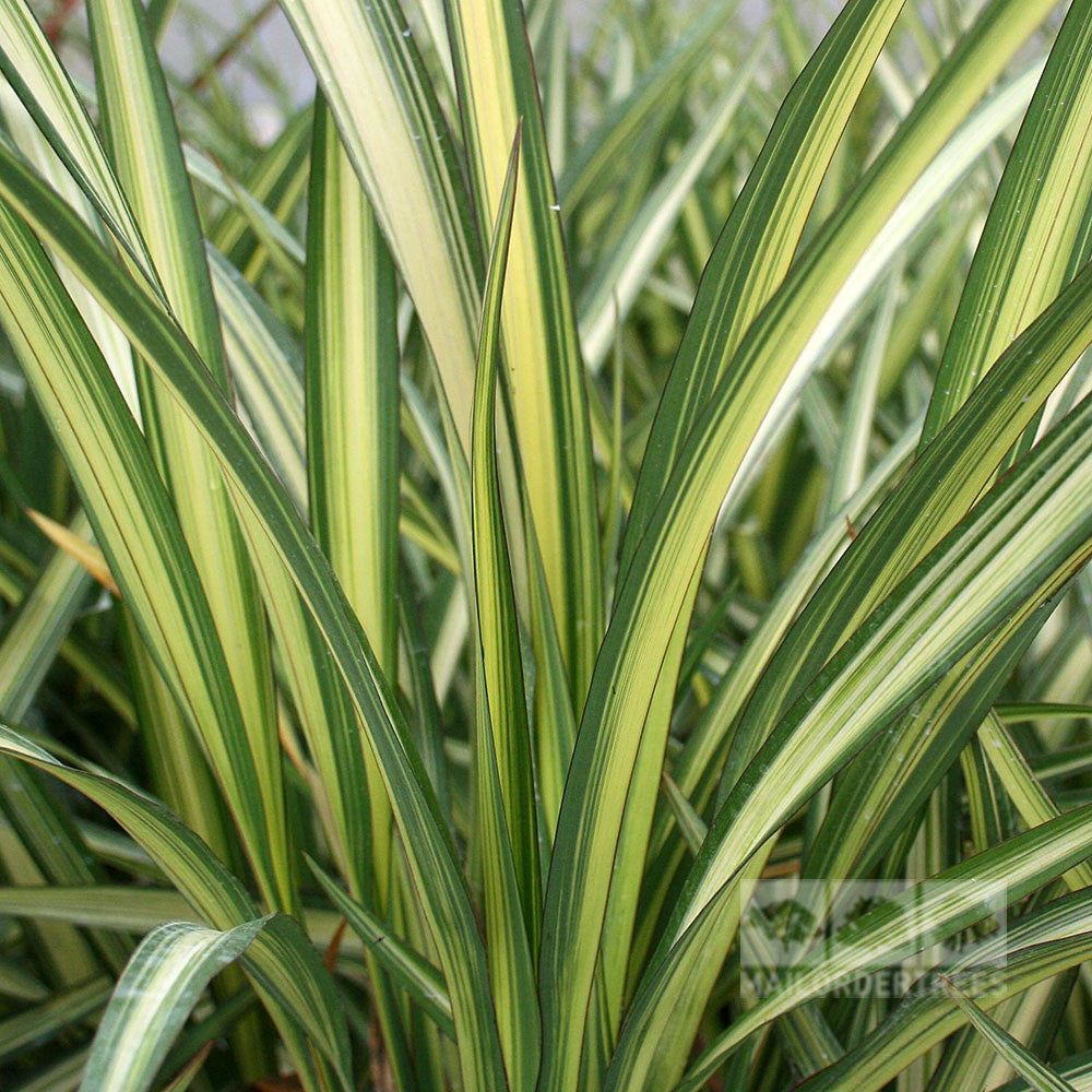 A close-up of Phormium Cream Delight reveals long, narrow green leaves with light yellow and dark green stripes, echoing the elegant patterns of New Zealand Flax.