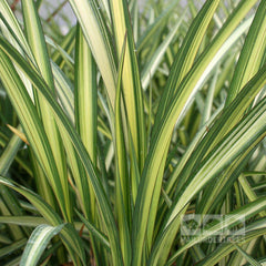 Phormium Cream Delight - New Zealand Flax