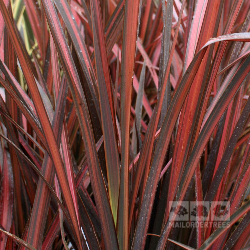 Close-up of the red and brown spiky foliage with linear patterns typical of Phormium Evening Glow - New Zealand Flax.