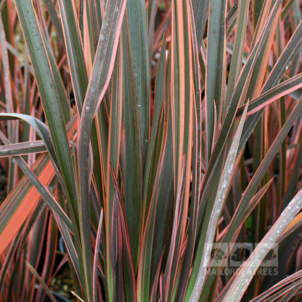 A close-up of the Phormium Flamingo - New Zealand Flax leaves highlights vibrant green, pink, and orange variegated stripes, ideal for adding color to coastal gardens.