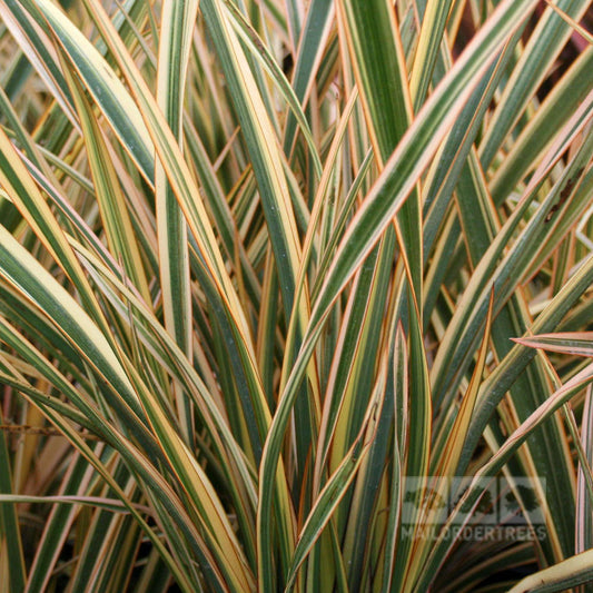 Close-up of Phormium Golden Ray - New Zealand Flax, highlighting its long, narrow leaves with striking green and yellow variegations.