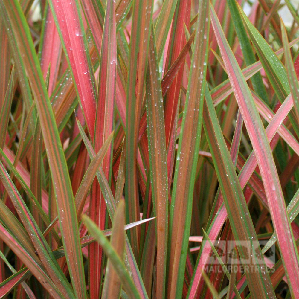 Close-up of Phormium Jester leaves, showcasing a blend of green and red shades like New Zealand Flax, with some leaves adorned in tiny water droplets.