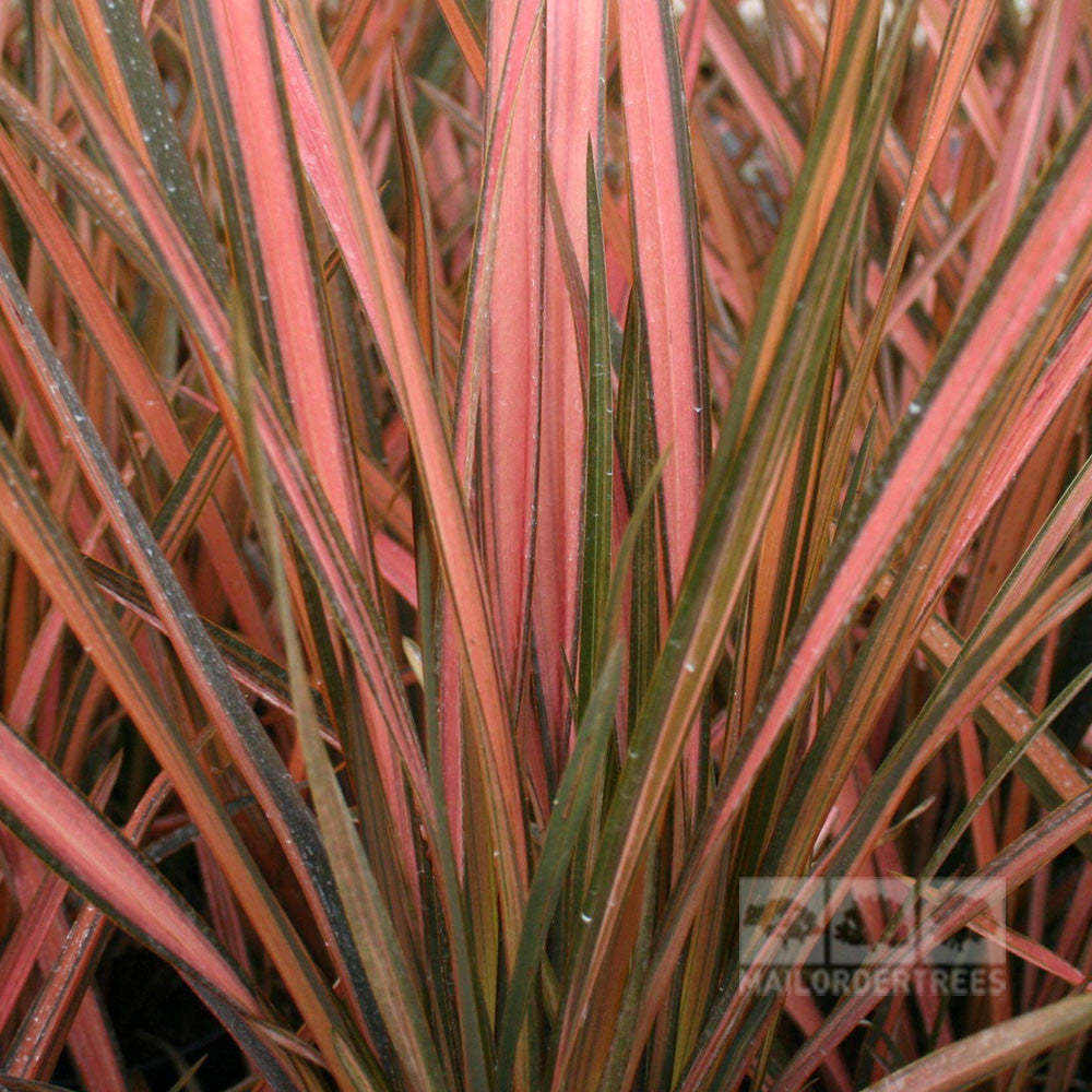 Close-up of Phormium Pink Panther - New Zealand Flax leaves in candy-pink and green variegated hues, highlighting their striking linear patterns.