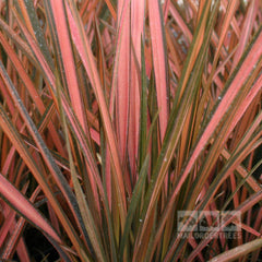 Phormium Pink Panther - New Zealand Flax